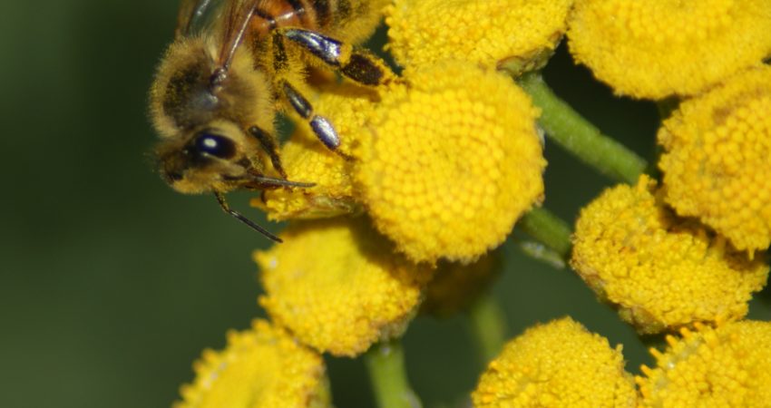 Honigbiene sammelt Pollen auf Rainfarn